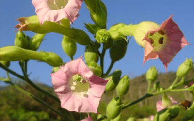 Nicotiana e xamanismo, cigarro e dependência