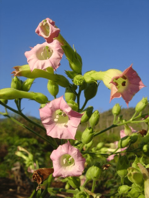 Nicotiana e xamanismo, cigarro e dependência